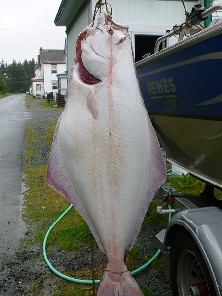 Halibut pulled off Haines, AK using the STP-1600